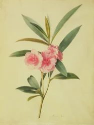 Nerium Oleander (Adelfa)